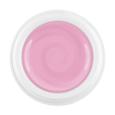 Cream Color Gel rose